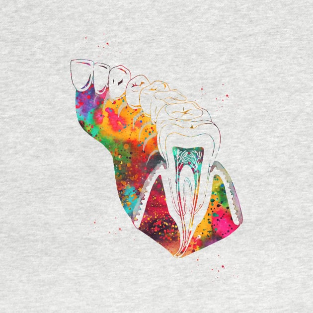 Molar Tooth Section by erzebeth